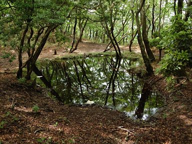 写真7 八風峠・鳥居 写真7