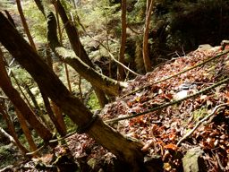写真3 固定ロープの斜面を登る 写真3