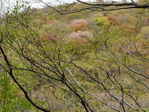 写真1 三角点峰南面 ヤマザクラが見える 写真1