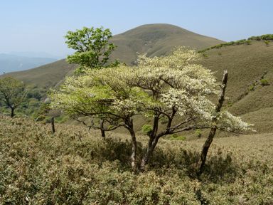 写真1 三角点峰南面 ヤマザクラが見える 写真1