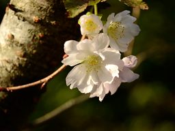 写真2 小美冬桜 写真2