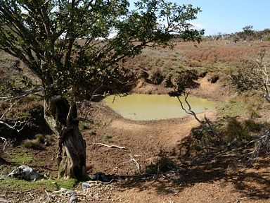 写真22 池周辺には獣の足跡多数 写真22