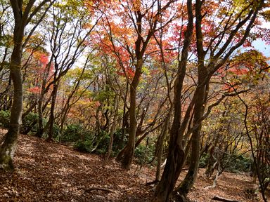 写真8 県境尾根 写真8
