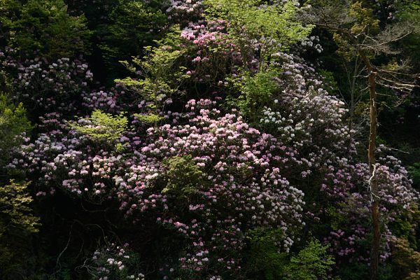 写真1 展望所から見たシャクナゲ 写真1