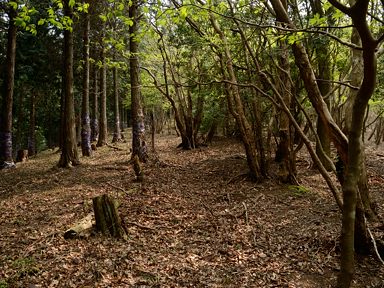 写真5 西山への尾根歩き 写真5