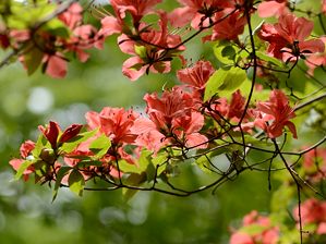 写真3 ヤマツツジ 写真3