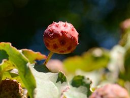 写真1 ヤマボウシ 写真1