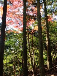 写真1 植林帯の登り 写真1