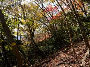 写真3 井戸谷右岸尾根 写真3