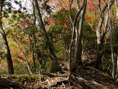 写真4 井戸谷右岸尾根 写真4