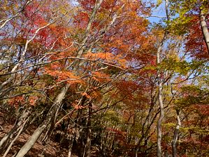 写真6 井戸谷右岸尾根 写真6