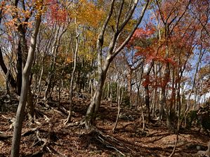 写真7 井戸谷右岸尾根 写真7