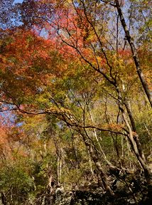 写真4 井戸谷右岸尾根 写真4