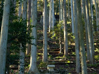 写真5 井戸谷右岸尾根 写真5