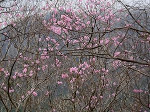 写真5 アカヤシオ 写真5
