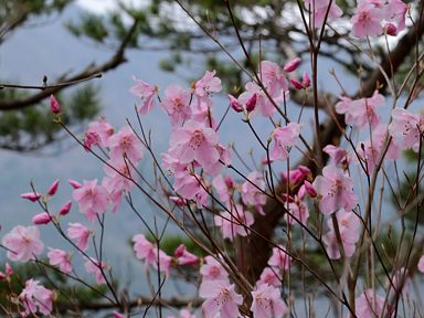 写真8 アカヤシオ 写真8