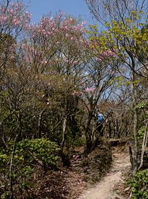 写真5 県境登山道のアカヤシオ 写真5