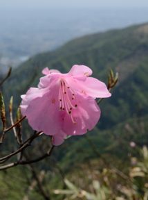写真10 アカヤシオ 写真10