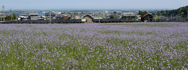 写真11 写真11