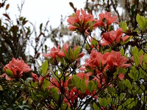 写真5 ヤマツツジ 写真5