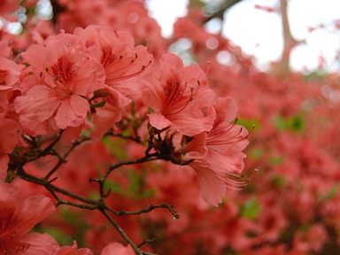 写真9 余野公園・ヤマツツジ 写真9