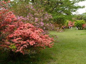 写真12 余野公園・ヤマツツジ 写真12