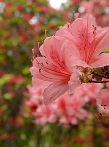 写真10 余野公園・ヤマツツジ 写真10