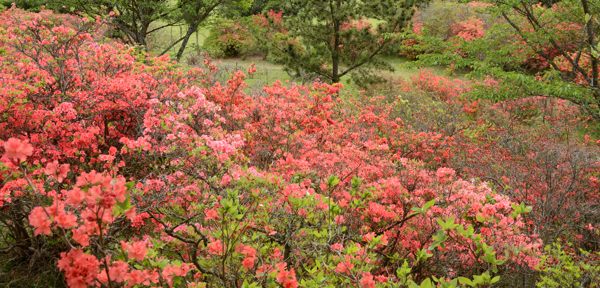 写真11 余野公園・ヤマツツジ 写真11