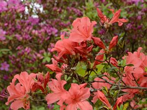写真13 余野公園・ヤマツツジ 写真13