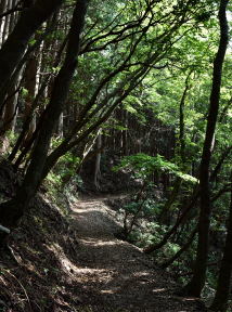 写真8 表参道 写真8