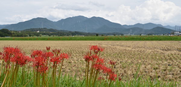 写真20 竜王山、綿向山、水無山 西大路付近から 写真20