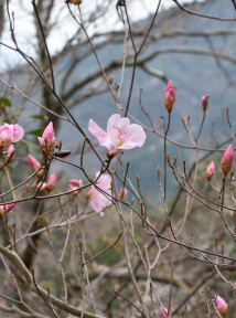 写真3 アカヤシオ 写真3