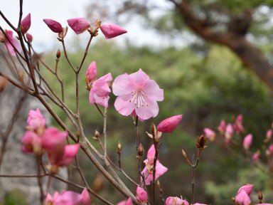 写真4 アカヤシオ 写真4