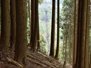 写真6 岩田山林 写真6 岩田山林