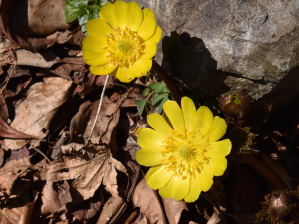 写真6 花 写真6 花