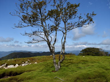 写真9 クラシ 写真9 クラシ