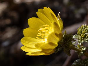 写真8 花 写真8 花