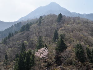 写真9 ヤマザクラと鎌ヶ岳 写真9 ヤマザクラと鎌ヶ岳