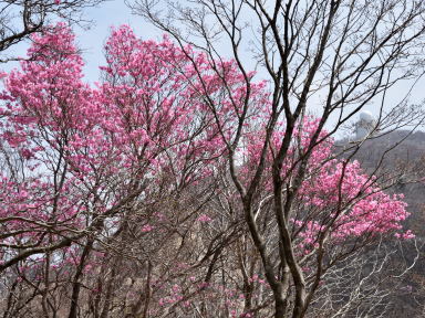 写真7 アカヤシオ、国見峠からの登りにて 写真7 アカヤシオ、国見峠からの登りにて