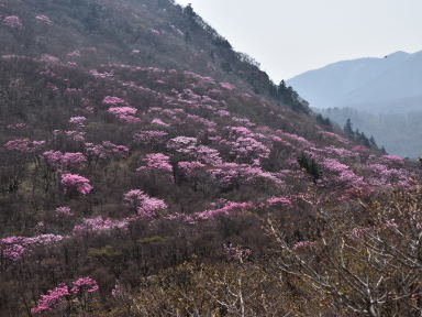 写真12 青岳から振り返る 写真12 青岳から振り返る