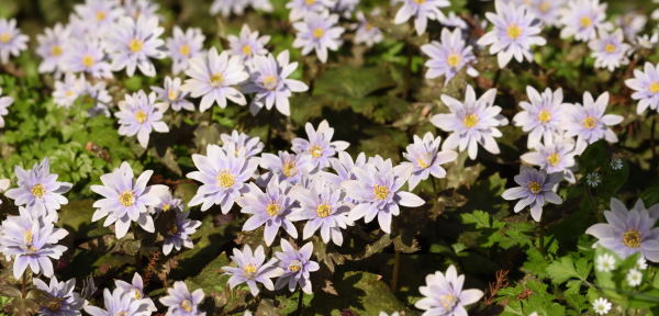 写真7 ユキワリイチゲ 写真7 ユキワリイチゲ