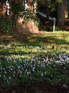 写真11 ユキワリイチゲと天狗杉 写真11 ユキワリイチゲと天狗杉