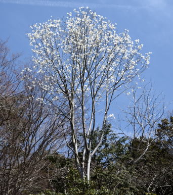 写真9 タムシバ 写真9 タムシバ