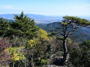 写真3 いなべ市・菰野町境界尾根840m附近 写真3 いなべ市・菰野町境界尾根840m附近