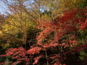 写真1 紅葉、稻ヶ谷登山口にて 写真1 紅葉、稻ヶ谷登山口にて
