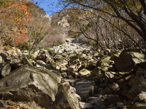 写真6 白い岩屑の谷が鎌ヶ岳南面へ登っている 写真6 白い岩屑の谷が鎌ヶ岳南面へ登っている
