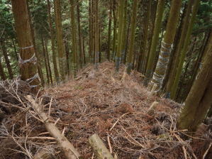 写真6 主尾根に復帰した下降する 写真6 主尾根に復帰した下降する