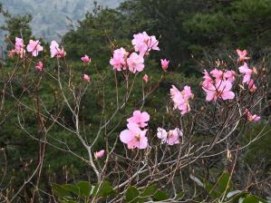 写真3 アカヤシオ 写真3 アカヤシオ