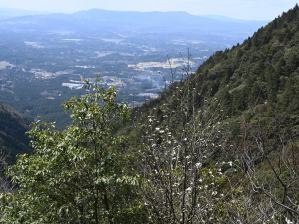 写真4 三国岳から西を望む、手前にタムシバ 写真4 三国岳から西を望む