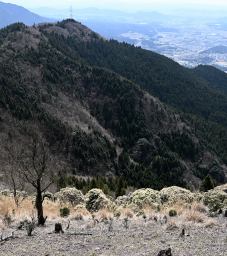 写真7 北打山のアセビ 写真7 北打山のアセビ